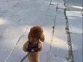 Cana yakın Poodle 