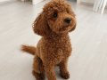 Cana yakın Poodle 