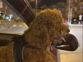Cana yakın Poodle 