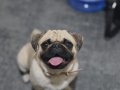 Showline pug