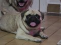 Showline pug