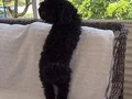 1 yaşında erkek toy poddle