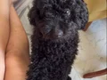 1 yaşında erkek toy poddle