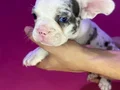 French Bulldog Yavruları