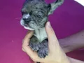 French Bulldog Yavruları