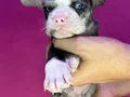 French Bulldog Yavruları