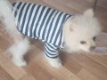 Pomeranian boo