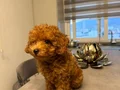 Erkek Toy Poodle
