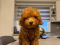 Erkek Toy Poodle