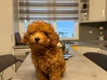 Erkek Toy Poodle