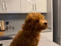 Erkek Toy Poodle