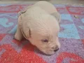 Yavru Golden Retriever 