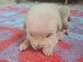 Yavru Golden Retriever 