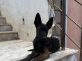 Eğitime hazır,sağlıklı Malinois yavrular