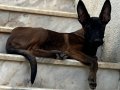 Eğitime hazır,sağlıklı Malinois yavrular