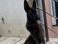 Eğitime hazır,sağlıklı Malinois yavrular