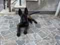 Eğitime hazır,sağlıklı Malinois yavrular