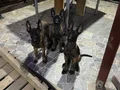 Eğitime hazır,sağlıklı Malinois yavrular