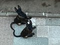 Eğitime hazır,sağlıklı Malinois yavrular