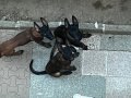 Eğitime hazır,sağlıklı Malinois yavrular