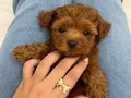 2 aylık poodle yavru