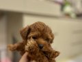 2 aylık poodle yavru