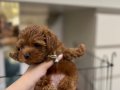 2 aylık poodle yavru
