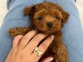 2 aylık poodle yavru