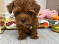 2 aylık poodle yavru