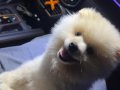 akıllı ve havlamayan çok yakışıklı pomerian boo