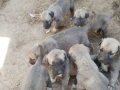 Zindan ve dayı ağa torunları