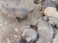 Zindan ve dayı ağa torunları