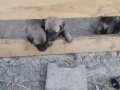 Zindan ve dayı ağa torunları