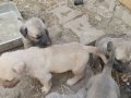 Zindan ve dayı ağa torunları