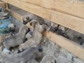 Zindan ve dayı ağa torunları