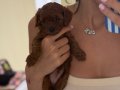 Toy Poodle 1 numara 
