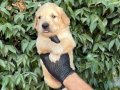2 Aylık Erkek Golden Retriever