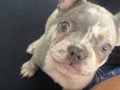 2 Aylık dişi Merle French Bulldog aşıları yapıldı