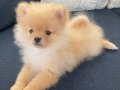 2 aylık erkek pomerian