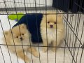2 aylık erkek pomerian