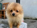 Pomerian cinsi dişi 3 aylık tilki surat orijinaldir
