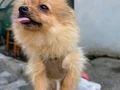 Pomerian cinsi dişi 3 aylık tilki surat orijinaldir