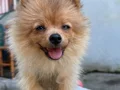 Pomerian cinsi dişi 3 aylık tilki surat orijinaldir