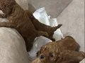 İstanbul poodle 