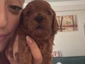 İstanbul poodle 