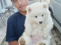 Samoyed