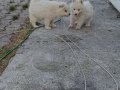 Samoyed