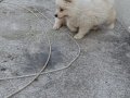 Samoyed