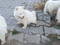 Samoyed