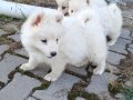 Samoyed